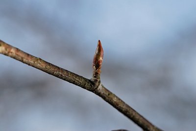 Betula pendula 'Golden Cloud' - bříza bělokorá - zimní pupen